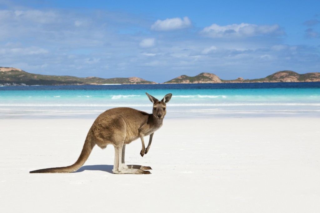 kangaroo-on-beach-1
